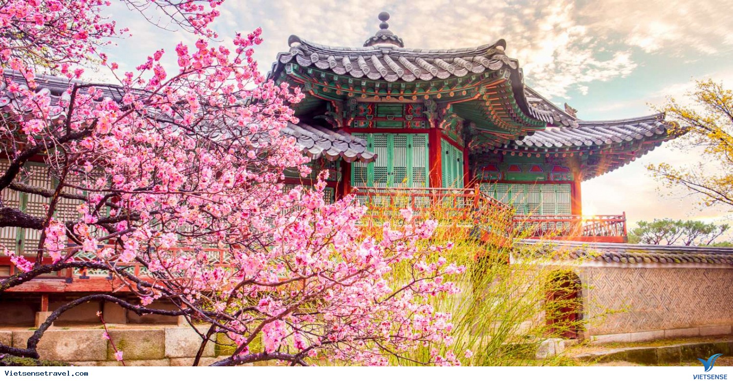 Mùa Hoa Anh Đào Rực Rỡ - 2026 SEOUL – ĐẢO NAMI – THÁP NAMSAN  CÔNG VIÊN EVERLAND – CÔNG VIÊN YOUIDO