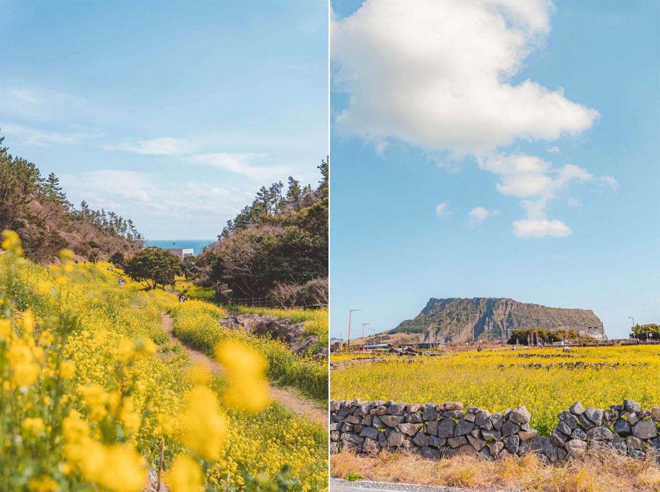 Du lịch khám phá Kỳ quan thế giới Đảo Jeju  ~ ĐÀ NẴNG - JEJU