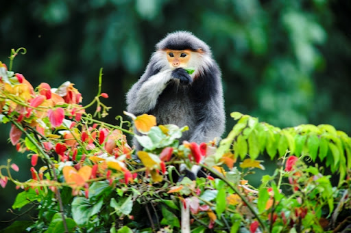 TRẢI NGHIỆM SƠN TRÀ và ngắm Voọc Chà Vá chân nâu  ~ Son Tra Peninsula