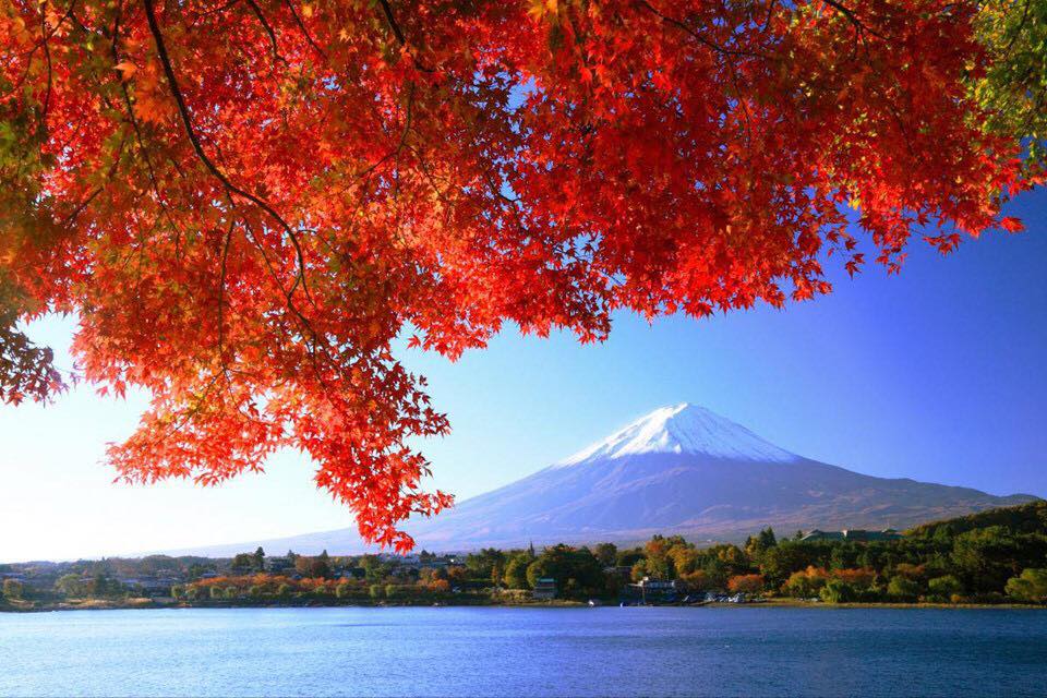 Đặc sắc mùa thu nước Nhật~ Đà Nẵng -  Tokyo - Kawaguchiko - Núi Phú Sỹ - Hakone