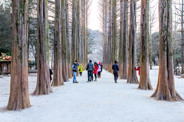 Chào năm mới tại xứ sở Kim Chi Hàn Quốc ~ Seoul - Đảo Nami - Kim Chi School - EVerland